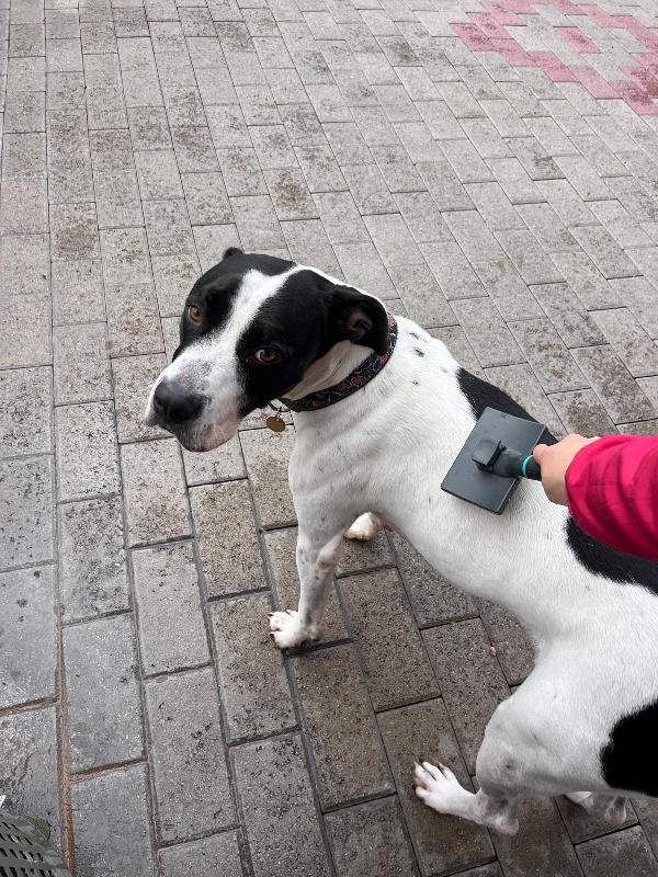 BLACK CERCA CASA Foto 5